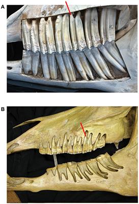 Hypsodont Crowns as Additional Roots: A New Explanation for Hypsodonty